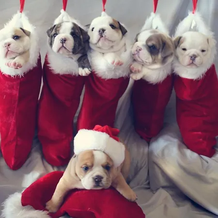 In Out Luxury & Mountain By Alpvision Residences Daire